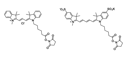 Cyanine NHS ester